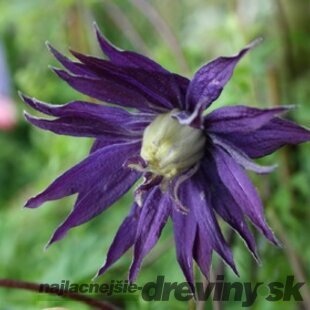 Klematis - plamienok veľkokvetť Purple Spider 40/60 cm, v črepníku 2l Clematis Purple spider
