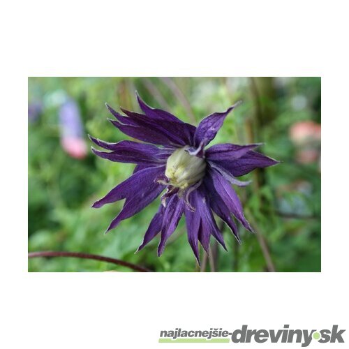 Klematis - plamienok veľkokvetť Purple Spider 40/60 cm, v črepníku 2l Clematis Purple spider