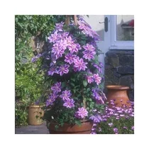 Klematis - plamienok veľkokvetý Dr. Ruppel 40/60 cm, v črepníku 2l Clematis Dr. Ruppel