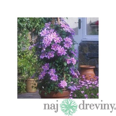 Klematis - plamienok veľkokvetý Dr. Ruppel 40/60 cm, v črepníku 2l Clematis Dr. Ruppel