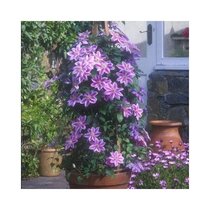 Klematis - plamienok veľkokvetý Dr. Ruppel 40/60 cm, v črepníku 2l Clematis Dr. Ruppel