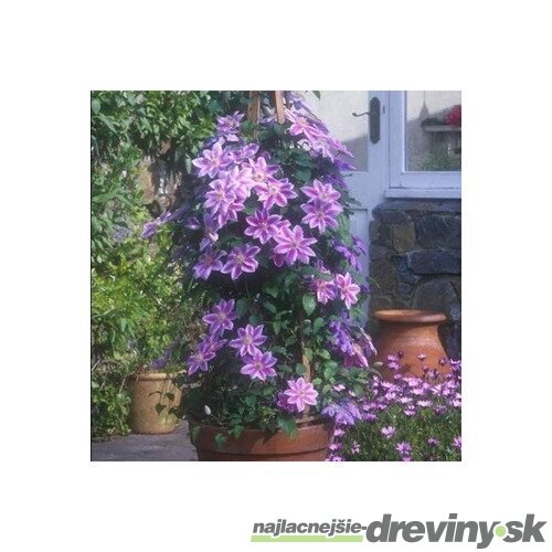 Klematis - plamienok veľkokvetý Dr. Ruppel 40/60 cm, v črepníku 2l Clematis Dr. Ruppel