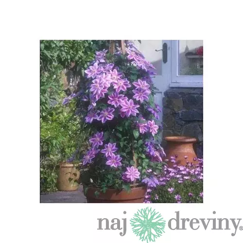 Klematis - plamienok veľkokvetý Dr. Ruppel 40/60 cm, v črepníku 2l Clematis Dr. Ruppel