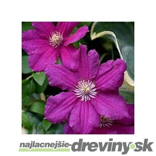 Klematis - plamienok veľkokvetý Ernest Markham 40/60 cm, v črepníku 2l Clematis Ernest Markham