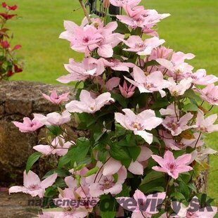 Klematis plamienok veľkokvetý Hagley Hybrid, 60/80 cm, v črepníku 2l Clematis Hagley Hybrid