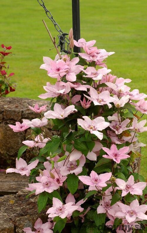 Klematis plamienok veľkokvetý Hagley Hybrid, 60/80 cm, v črepníku 2l Clematis Hagley Hybrid