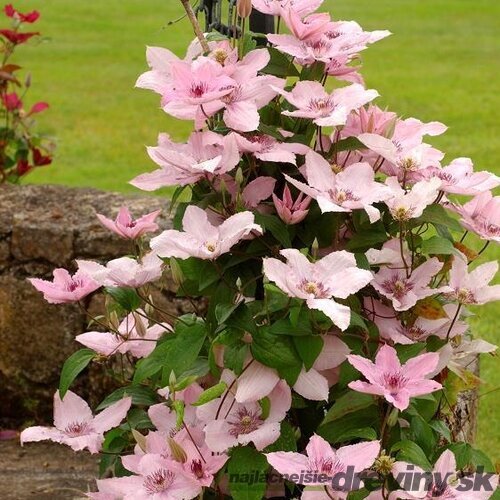 Klematis plamienok veľkokvetý Hagley Hybrid, 60/80 cm, v črepníku 2l Clematis Hagley Hybrid