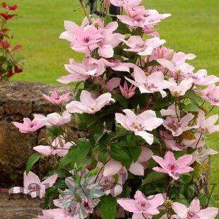 Klematis plamienok veľkokvetý Hagley Hybrid, 60/80 cm, v črepníku 2l Clematis Hagley Hybrid