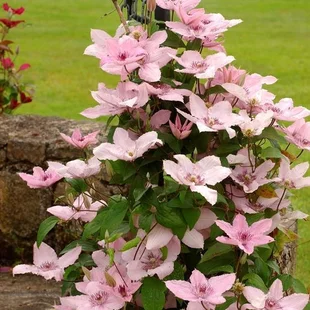 Klematis plamienok veľkokvetý Hagley Hybrid, 60/80 cm, v črepníku 2l Clematis Hagley Hybrid