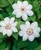 Klematis - plamienok veľkokvetý Miss Bateman 60/80 cm, v črepníku 2l Clematis Miss Bateman
