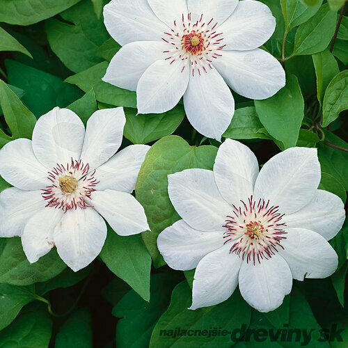 Klematis - plamienok veľkokvetý Miss Bateman 60/80 cm, v črepníku 2l Clematis Miss Bateman