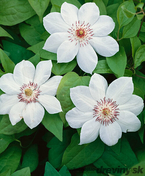 Klematis - plamienok veľkokvetý Miss Bateman 60/80 cm, v črepníku 2l Clematis Miss Bateman