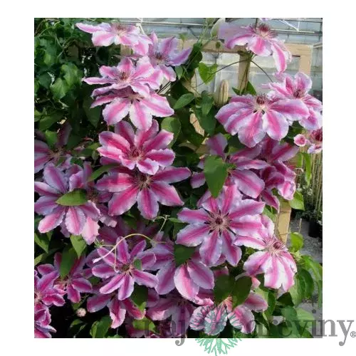 Klematis - plamienok veľkokvetý Nelly Moser 40/60 cm 0 cm, v črepníku 2l Clematis Nelly Moser