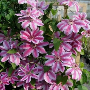 Klematis - plamienok veľkokvetý Nelly Moser 40/60 cm 0 cm, v črepníku 2l Clematis Nelly Moser