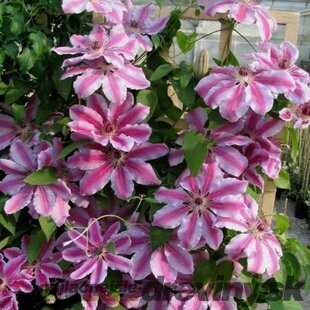 Klematis - plamienok veľkokvetý Nelly Moser 40/60 cm 0 cm, v črepníku 2l Clematis Nelly Moser