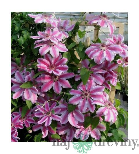 Klematis - plamienok veľkokvetý Nelly Moser 40/60 cm 0 cm, v črepníku 2l Clematis Nelly Moser