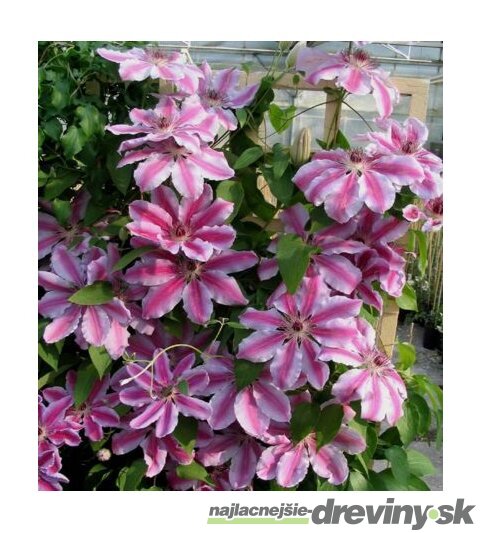 Klematis - plamienok veľkokvetý Nelly Moser 40/60 cm 0 cm, v črepníku 2l Clematis Nelly Moser