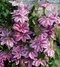 Klematis - plamienok veľkokvetý Nelly Moser 40/60 cm 0 cm, v črepníku 2l Clematis Nelly Moser