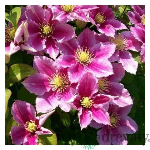 Klematis-plamienok veľkokvetý Piilu, 40/60 cm, v črepníku Clematis Piilu