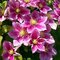 Klematis-plamienok veľkokvetý Piilu, 40/60 cm, v črepníku Clematis Piilu