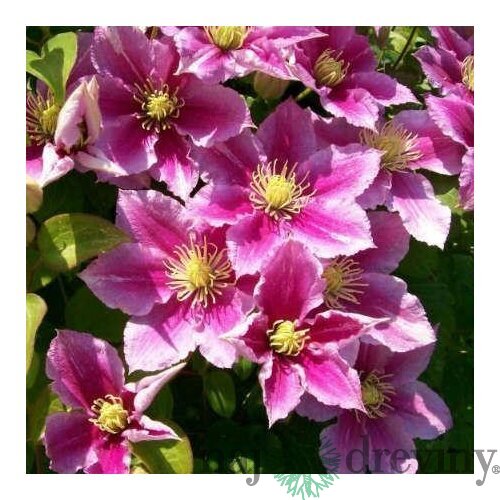Klematis-plamienok veľkokvetý Piilu, 40/60 cm, v črepníku Clematis Piilu