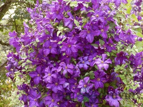 Klematis - plamienok veľkokvetý Polish Spirit, 40/60 cm, v črepníku Clematis Polish Spirit