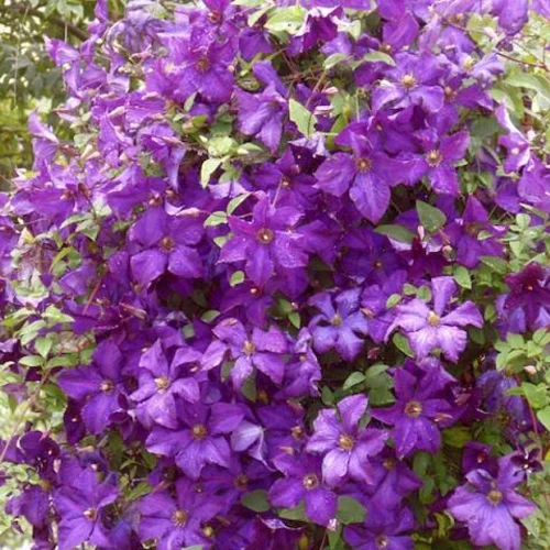 Klematis - plamienok veľkokvetý Polish Spirit, 40/60 cm, v črepníku Clematis Polish Spirit