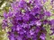Klematis - plamienok veľkokvetý Polish Spirit, 40/60 cm, v črepníku Clematis Polish Spirit