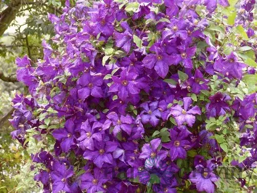 Klematis - plamienok veľkokvetý Polish Spirit, 40/60 cm, v črepníku Clematis Polish Spirit