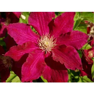 Klematis - plamienok veľkokvetý SOLIDARNOSC 40/60 cm, v črepníku 2l Clematis SOLIDARNOSC