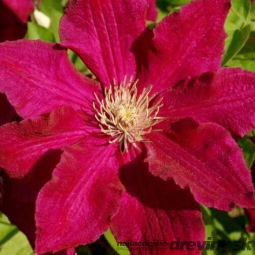 Klematis - plamienok veľkokvetý SOLIDARNOSC 40/60 cm, v črepníku 2l Clematis SOLIDARNOSC