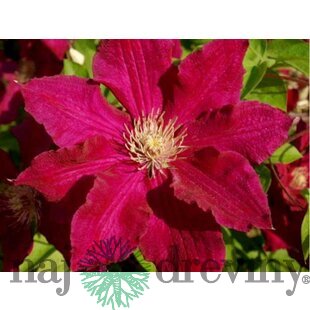 Klematis - plamienok veľkokvetý SOLIDARNOSC 40/60 cm, v črepníku 2l Clematis SOLIDARNOSC