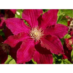 Klematis - plamienok veľkokvetý SOLIDARNOSC 40/60 cm, v črepníku 2l Clematis SOLIDARNOSC