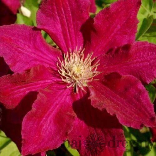 Klematis - plamienok veľkokvetý SOLIDARNOSC 40/60 cm, v črepníku 2l Clematis SOLIDARNOSC