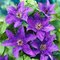 Klematis - plamienok veľkokvetý The President, výška 40/60 cm, v črepníku 2l Clematis The President