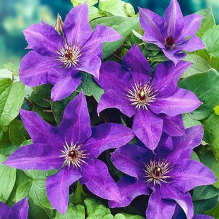Klematis - plamienok veľkokvetý The President, výška 40/60 cm, v črepníku 2l Clematis The President