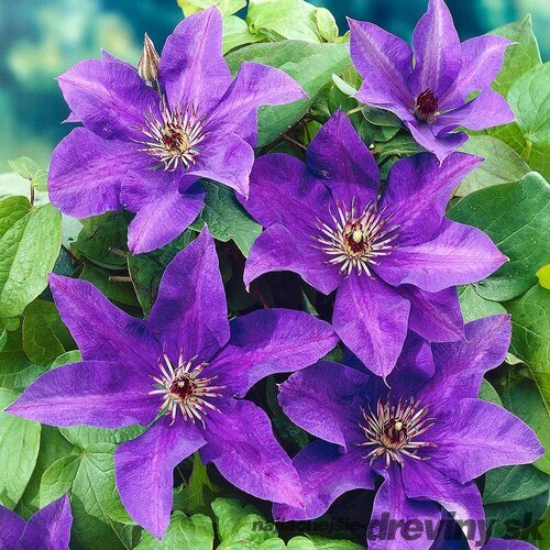 Klematis - plamienok veľkokvetý The President, výška 40/60 cm, v črepníku 2l Clematis The President