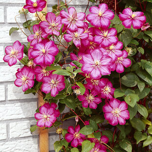 Klematis-plamienok veľkokvetý Ville de Lyon 60/80 cm, v črepníku 2l Clematis Ville de Lyon