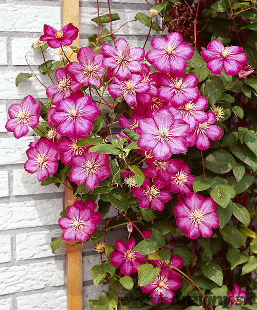 Klematis-plamienok veľkokvetý Ville de Lyon 60/80 cm, v črepníku 2l Clematis Ville de Lyon