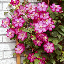 Klematis-plamienok veľkokvetý Ville de Lyon 60/80 cm, v črepníku 2l Clematis Ville de Lyon