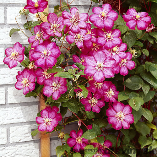 Klematis-plamienok veľkokvetý Ville de Lyon 60/80 cm, v črepníku 2l Clematis Ville de Lyon