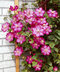 Klematis-plamienok veľkokvetý Ville de Lyon 60/80 cm, v črepníku 2l Clematis Ville de Lyon