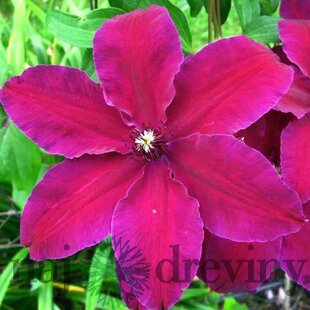 Klematis - plamienok veľkokvetý WESTERPLATTE 40/60 cm, v črepníku 2l Clematis WESTERPLATTE