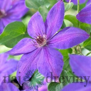 Klematis-plamienok veľkokvetý Xerxes 40/60 cm, v črepníku 2l Clematis Xerxes