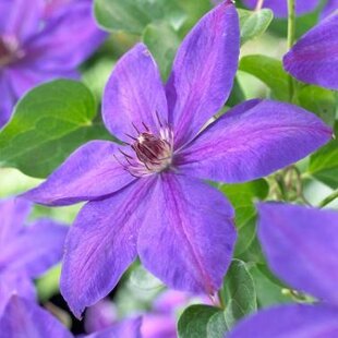 Klematis-plamienok veľkokvetý Xerxes 40/60 cm, v črepníku 2l Clematis Xerxes