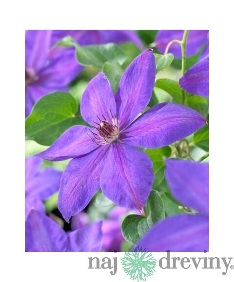 Klematis-plamienok veľkokvetý Xerxes 40/60 cm, v črepníku 2l Clematis Xerxes