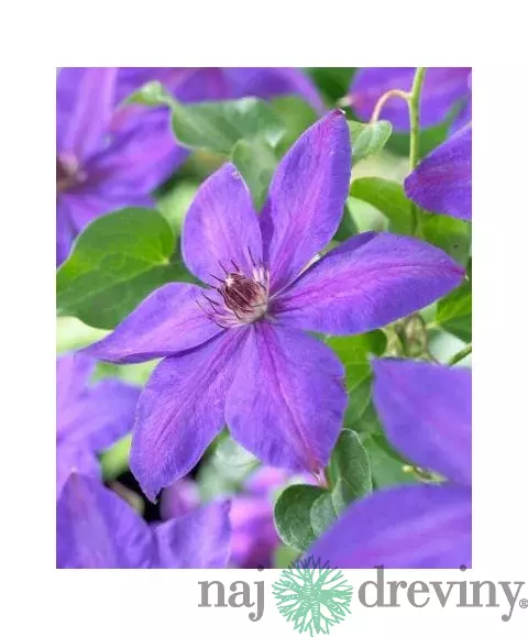 Klematis-plamienok veľkokvetý Xerxes 40/60 cm, v črepníku 2l Clematis Xerxes