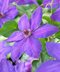 Klematis-plamienok veľkokvetý Xerxes 40/60 cm, v črepníku 2l Clematis Xerxes