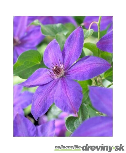 Klematis-plamienok veľkokvetý Xerxes 40/60 cm, v črepníku 2l Clematis Xerxes