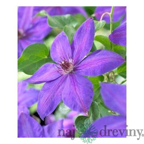 Klematis-plamienok veľkokvetý Xerxes 40/60 cm, v črepníku 2l Clematis Xerxes